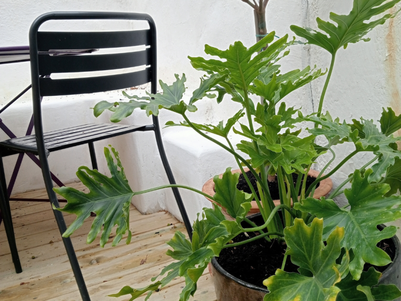 10 plante